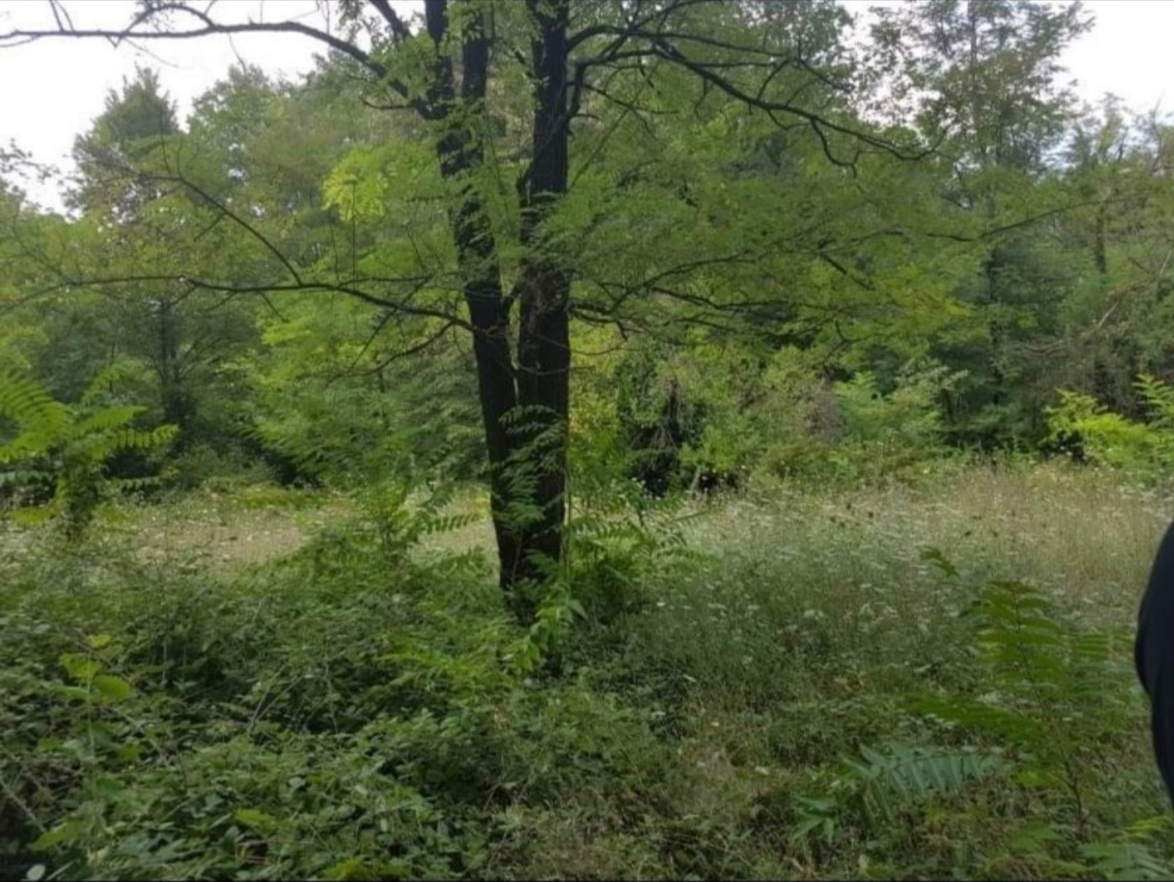 Plac 4405 m2, Martinići, Danilovgrad - 2