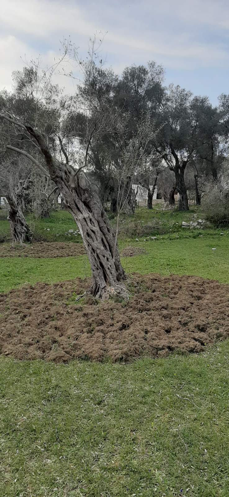 Plac 1300m2 Valdanos, Ulcinj - 2