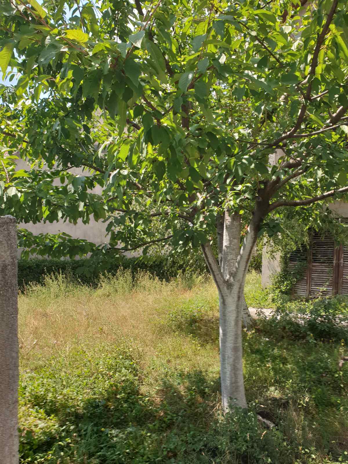 Satılık Ev Nikšić 360m2 - 18
