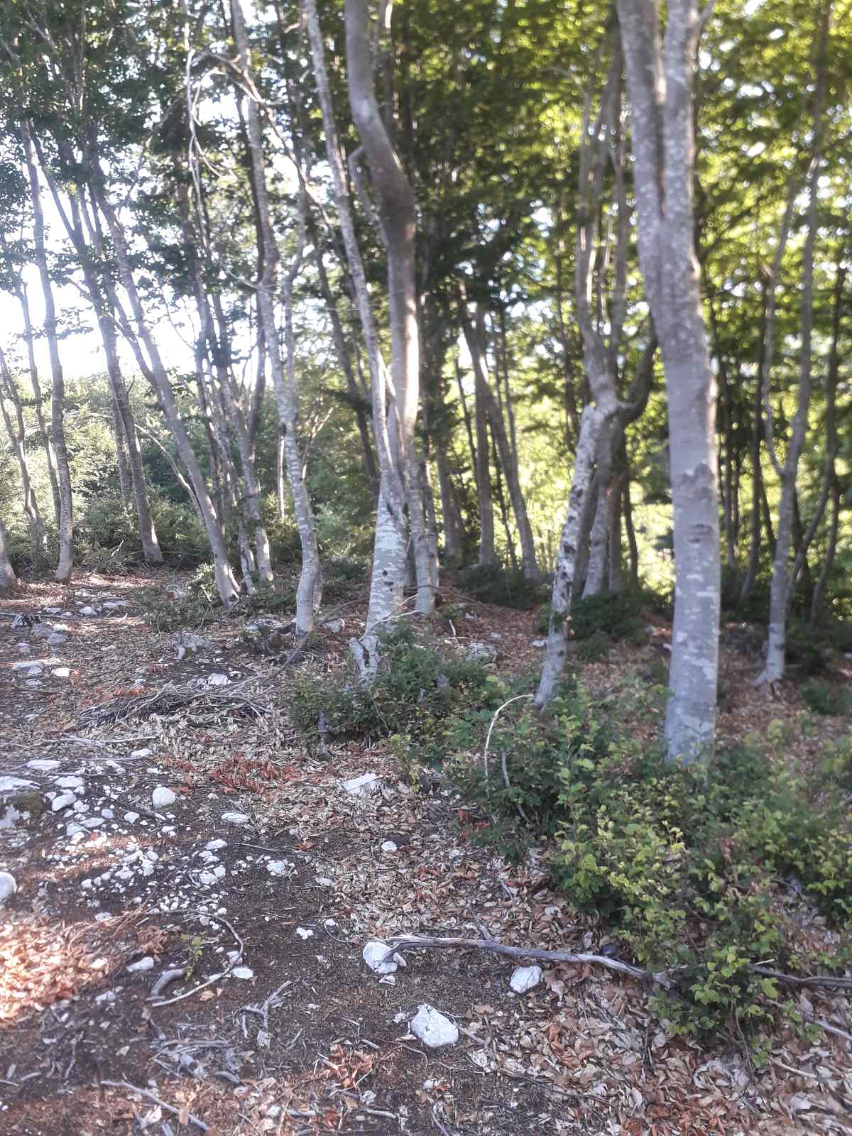 Arsa 2207m2, Bjeloši, Cetinje - 5